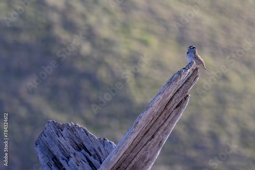 bird on stump