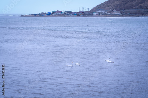 the view from afar, the general plan of the coastal village, the sea in the distance is not calm, 4 snow-white swans are floating in the foreground, a large number of seagulls are nearby