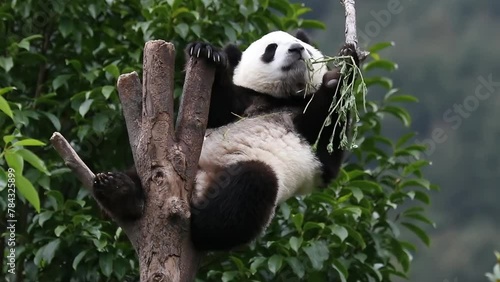 Close up Little Happy Pandas in Wolong Giant Panda Nature Reserve, Shenshuping, China photo