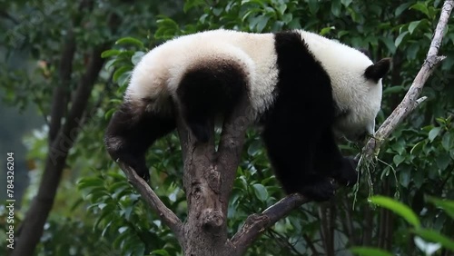 Close up Little Happy Pandas in Wolong Giant Panda Nature Reserve, Shenshuping, China photo