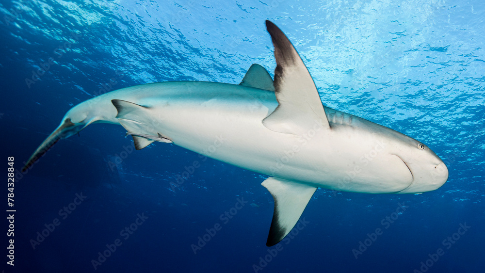 Fototapeta premium La belleza del cuerpo del tiburón al contraluz