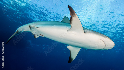 La belleza del cuerpo del tibur  n al contraluz