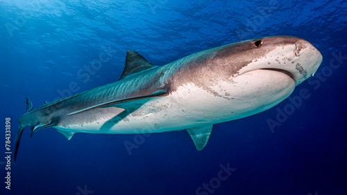 El enorme cuerpo del tiburón tigre © izenkai