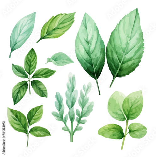 Watercolor painting of a Mint leaf , isolated on a white background, mint vector, drawing clipart, Illustration Vector, Graphic Painting, design art.