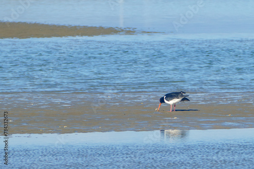 Pied Oystercatcher (haematopus finch) pecking at a cockle on a beach. © Tim Lole