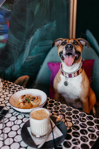 A phenotypic American Staffordshire Terrier dog in a cafe. A trained dog. photo