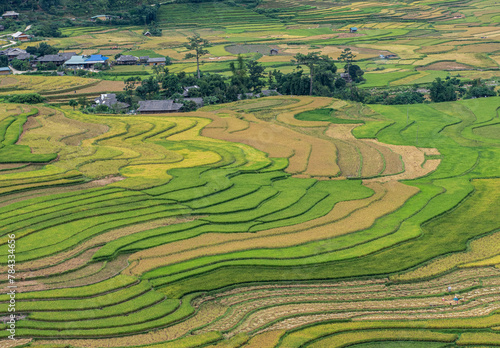 The ripe rice season begins in September, the vast terraced fields are a very beautiful yellow color, Photo taken at Mu Cang Chai, Yen Bai in September 2020