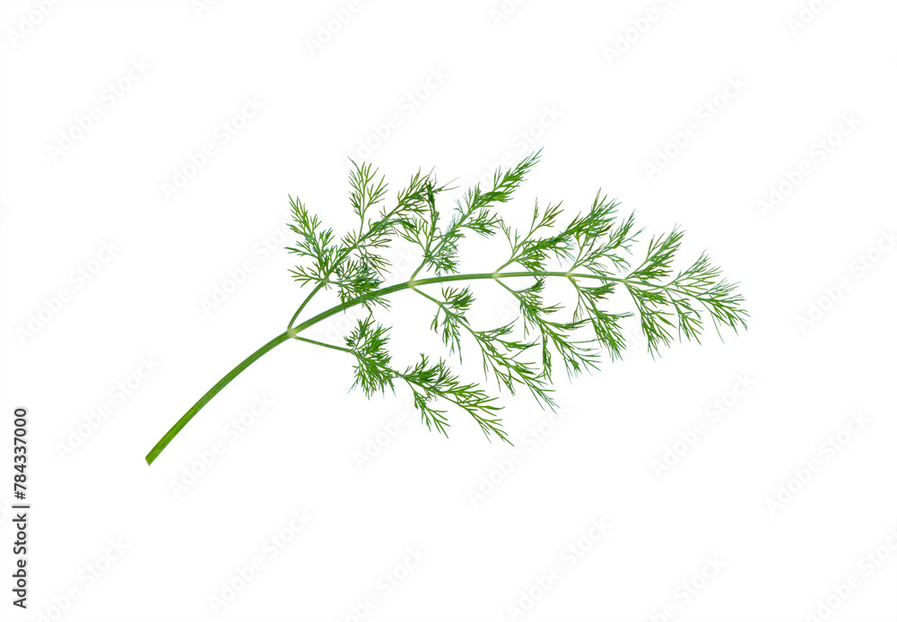 dill herb leaves dill herb leaves