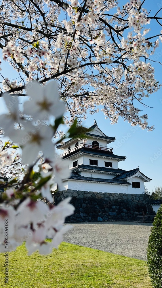 Fototapeta premium Japanese castle colored by cherry blossoms and blue sky