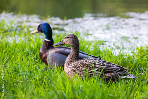 Pair of ducks © Jakub Wąsowicz