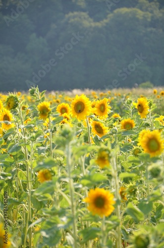 Vertical shot of the field of sunflowers on green trees background photo