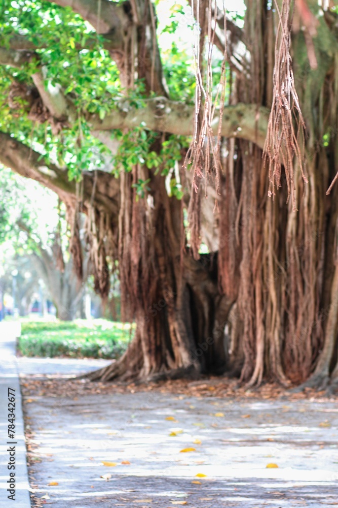 Vertical shot of tropical banyan tree