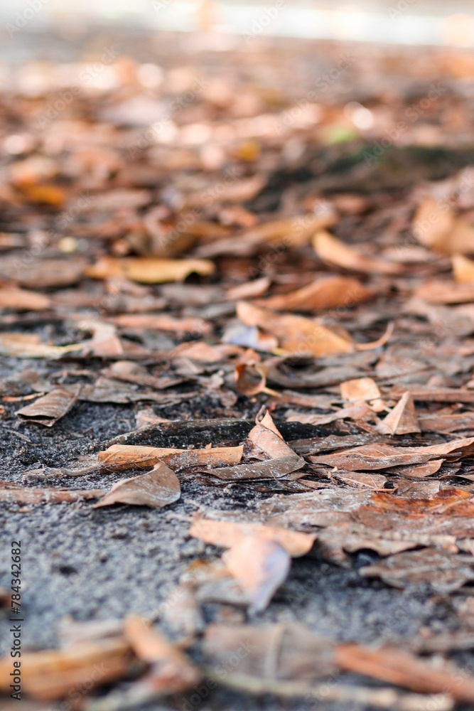 Selective focus shot of ground covered with wood chip mulch Selective focus shot of ground covered with wood chip mulch