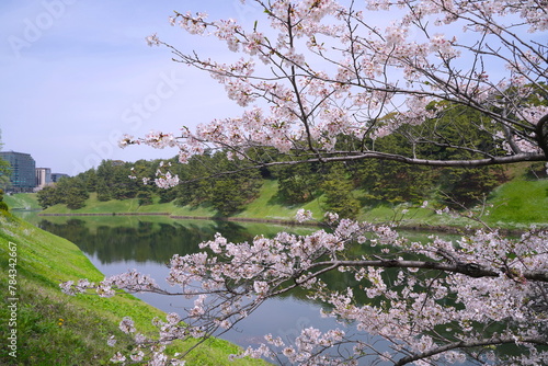 日本、東京の皇居のお堀の桜の花