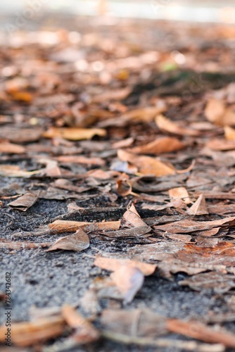 Selective focus shot of ground covered with wood chip mulch