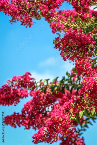 Vertical closeup shot of pink flowers against a blue sky in garden © Wirestock
