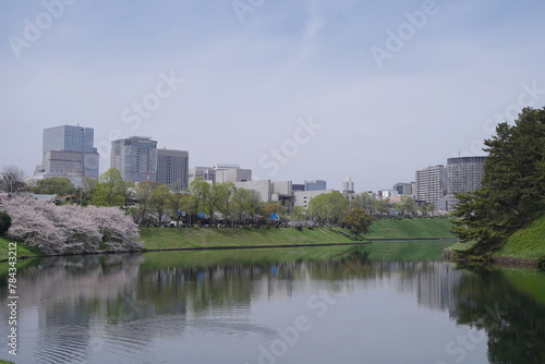 日本、東京の皇居のお堀の桜の花