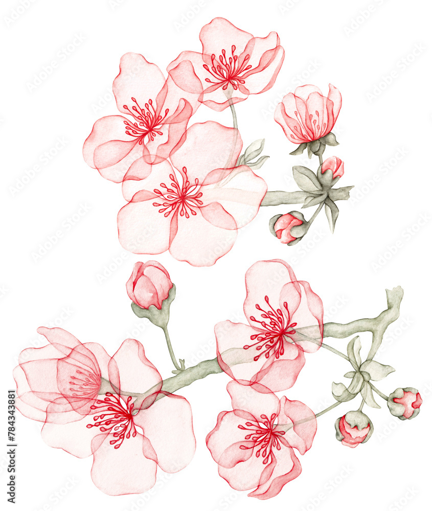 Branch of almond with blossoms. Transparent flowers. Cherry flowers, sakura blooming. Watercolor illustration. Set isolated on transparent background. Collection.