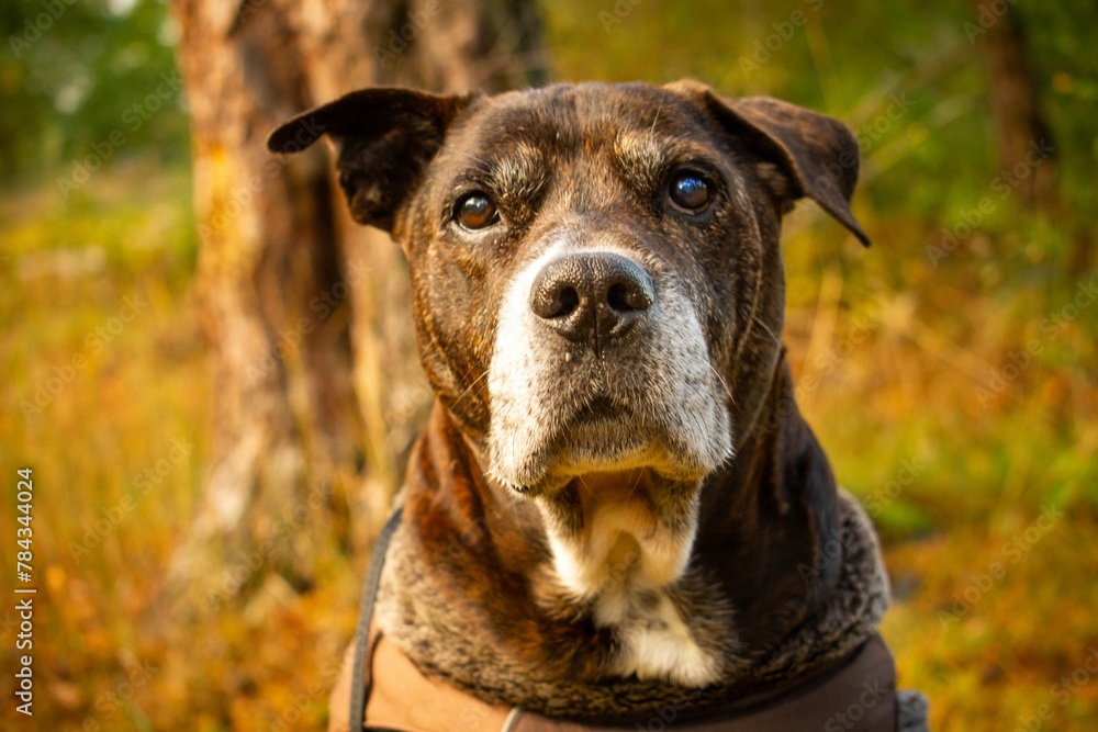 Selective shot of a fawn American Pit Bull Terrier with a harness in a garden