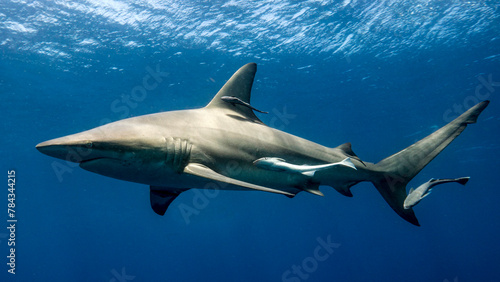 The powerful shark swims near the surface