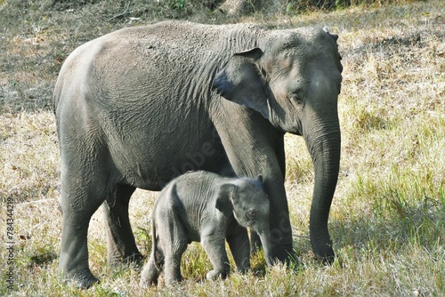 The Indian elephant and its calf at Muthumalai tiger reserve, Tamilnadu, India