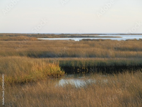 Fototapeta Naklejka Na Ścianę i Meble -  Scenic view of swamps in the meadow
