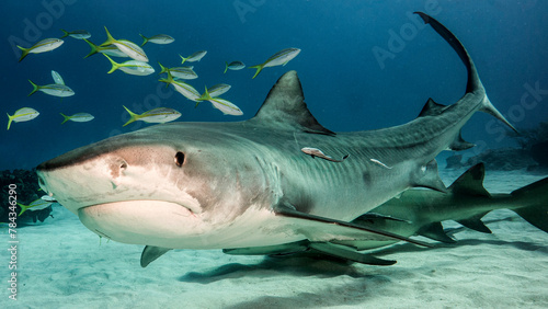 The great tiger shark approaches
