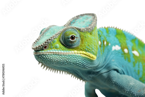 chameleon changing color Isolated on a transparent background.