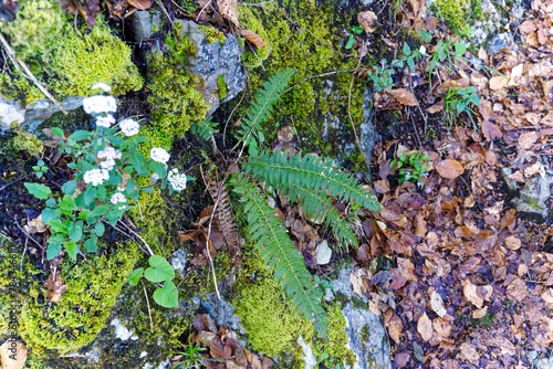 Close-up of beautiful fern plant with brown leaves at hiking trail at Swiss Bürgenstock mountain on a sunny spring day. Photo taken April 11th, 2024, Buergenstock, Switzerland. photo