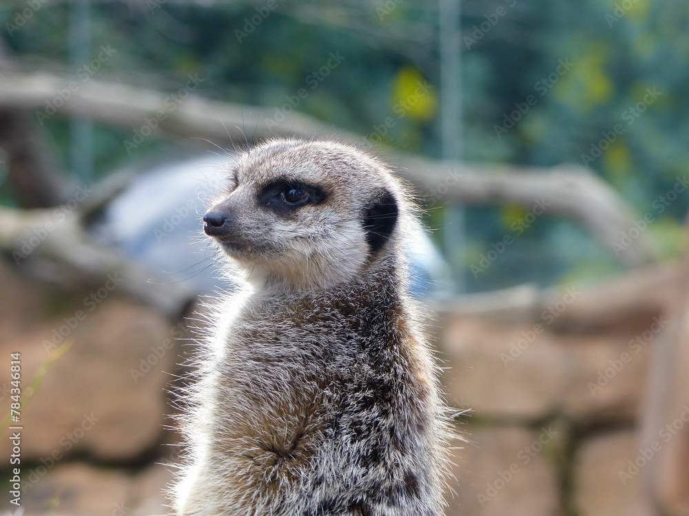 Fototapeta premium Selective focus shot of a meerkat (Suricata suricatta) looking for something
