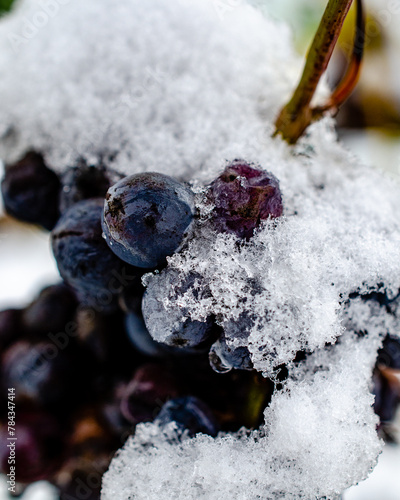 acini di uva nera tra le foglie, piena maturazione, qualche prima nevicata photo