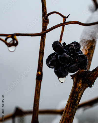 acini di uva nera tra le foglie, piena maturazione, qualche prima nevicata photo