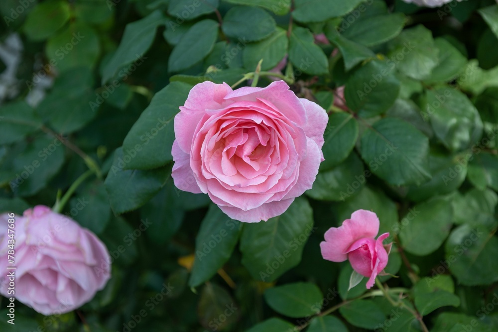 Recording of Pink Rose