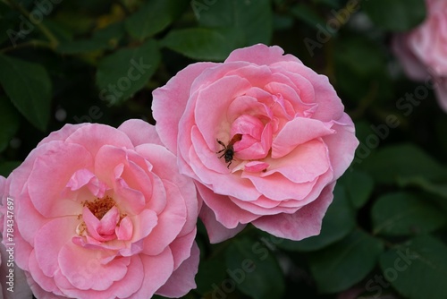 Pink rose with bee...
