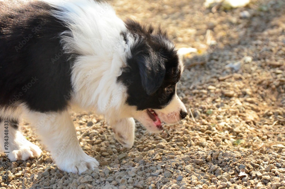Adorable black white border collie puppy playing in a park