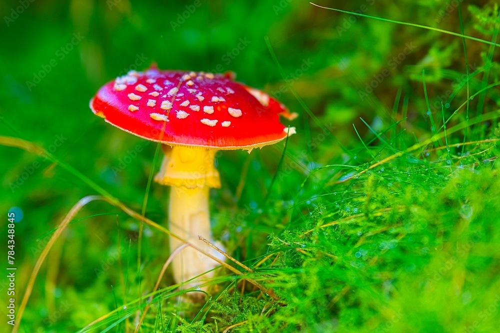 Closeup shot of a small Fly agaric grown in the Thuringian Forest on a sunny autumn day Closeup shot of a small Fly agaric grown in the Thuringian Forest on a sunny autumn day