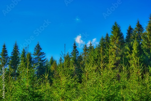 Photography Tall trees in the Thuringian Forest against the blue sky during a sunny autumn d