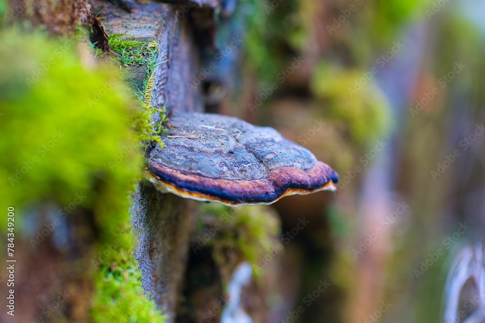 Closeup shot of fungus growing on bark in the Thuringian Forest