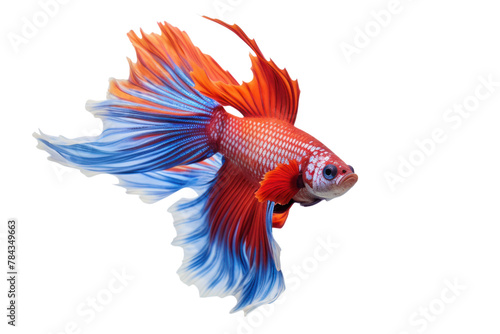  photograph of Colorful Siamese Fighting Fish Swimming in Aquarium Water, Isolated on a transparent background. © venusvi