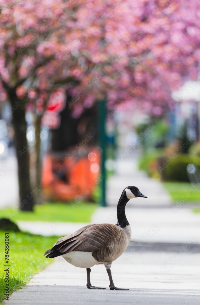 Fototapeta premium Vertical shot of a Canadian goose perched on a road