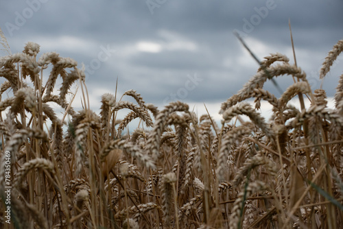 Ears of wheat on blue background photo