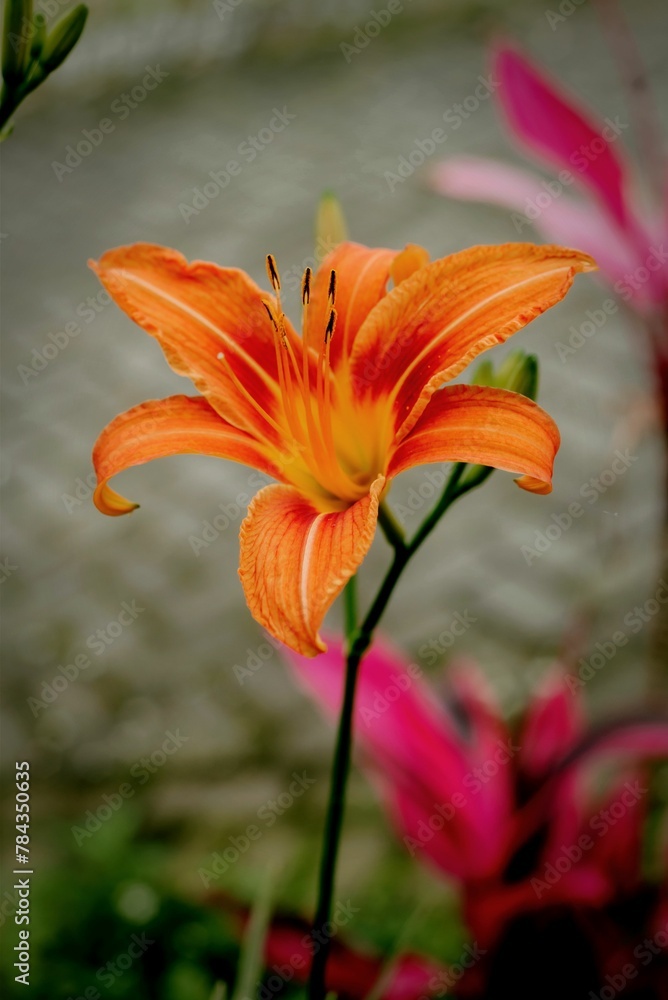 Closeup of a Orange Day Lily (Hemerocallis fulva) Closeup of a Orange Day Lily (Hemerocallis fulva)