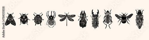 Set of various insect silhouettes in linocut style. Trendy vector illustration.