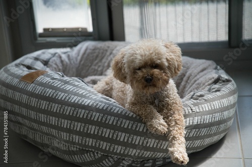 Closeup of an adorable fluffy Toy Poodle dog on a squishy pet lounge