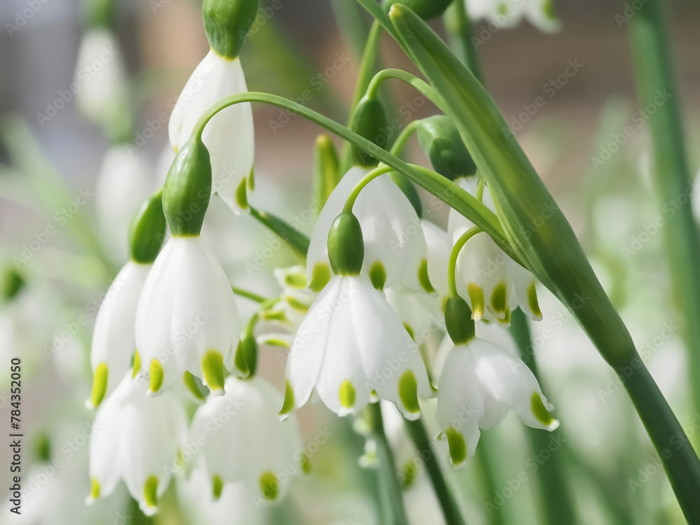 Summer snowflake flowers Leucojum aestivum or vernum with white blossoms