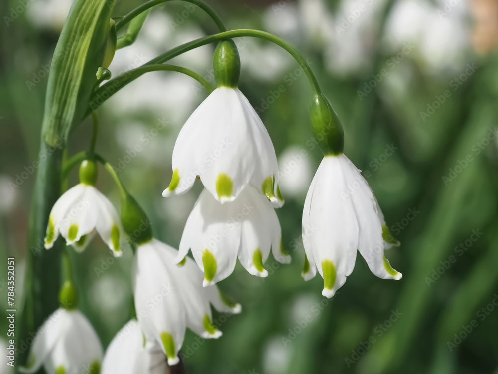 Summer snowflake flowers Leucojum aestivum or vernum with white blossoms Summer snowflake flowers Leucojum aestivum or vernum with white blossoms