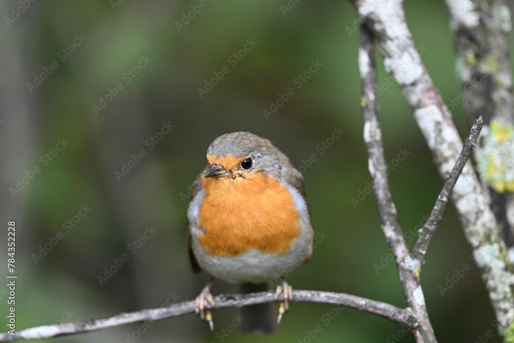 Close-up shot of a Robin (Erithacus rubecula) bird perched on a tree branch Close-up shot of a Robin (Erithacus rubecula) bird perched on a tree branch