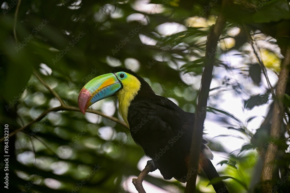 Closeup shot of the Keel-billed Toucan perched on the tree Closeup shot of the Keel-billed Toucan perched on the tree