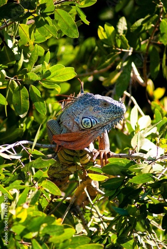 Vertical closeup of a big iguana in the nature