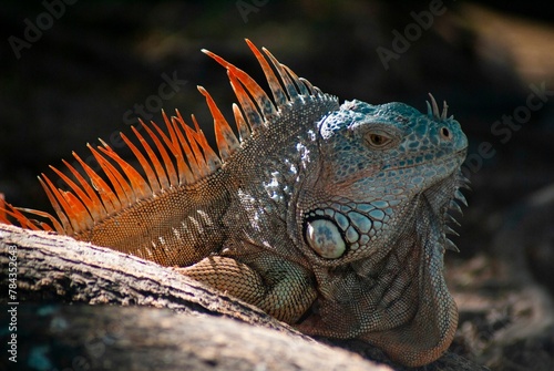 Selective focus of an iguana reptile near sunlit stone  blurred background